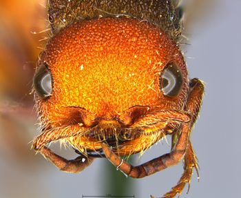Media type: image;   Entomology 13736 Aspect: head frontal view